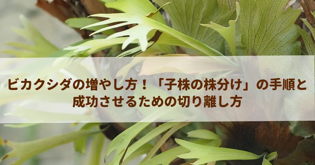 ビカクシダの増やし方！「子株の株分け」の手順と成功させるための切り離し方
