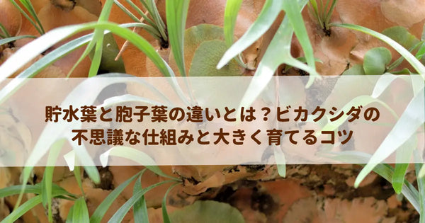 貯水葉と胞子葉の違いとは？ビカクシダの不思議な仕組みと大きく育てるコツ