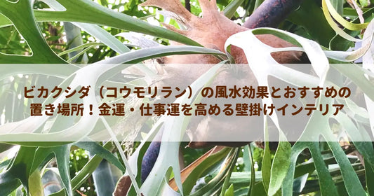 ビカクシダ（コウモリラン）の風水効果とおすすめの置き場所！金運・仕事運を高める壁掛けインテリア