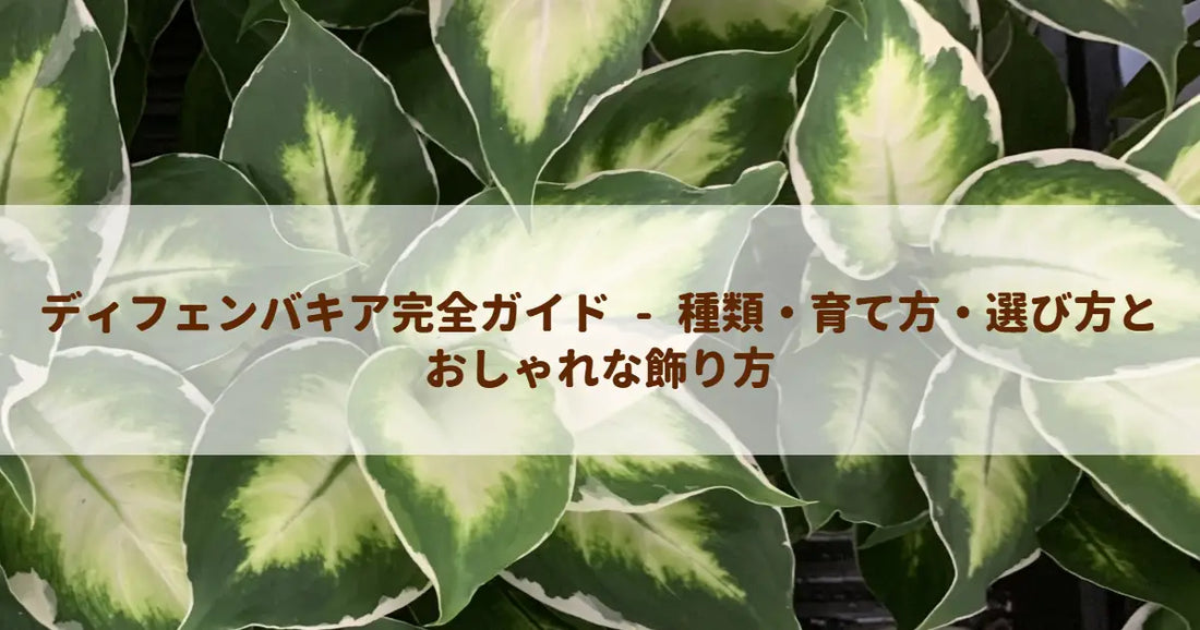 ディフェンバキア完全ガイド - 種類・育て方・選び方とおしゃれな飾り方
