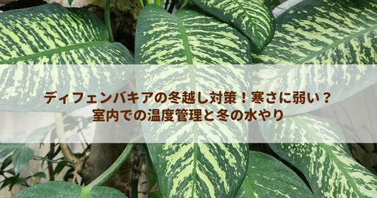 ディフェンバキアの冬越し対策！寒さに弱い？室内での温度管理と冬の水やり