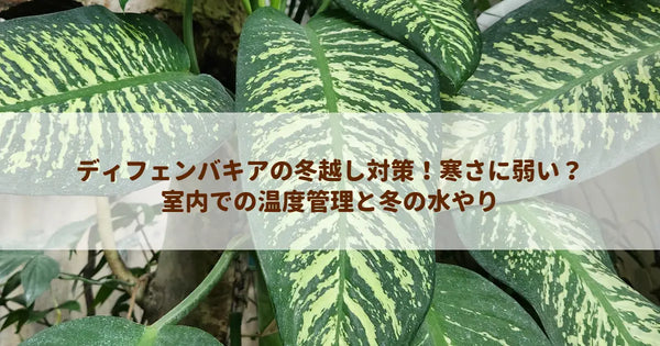 ディフェンバキアの冬越し対策！寒さに弱い？室内での温度管理と冬の水やり
