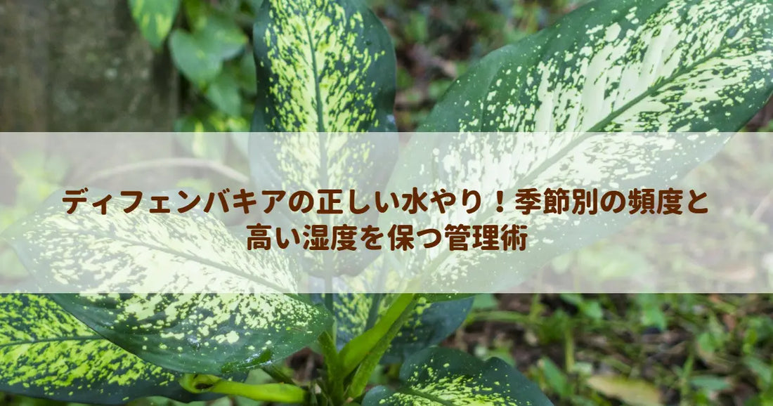 ディフェンバキアの正しい水やり！季節別の頻度と高い湿度を保つ管理術