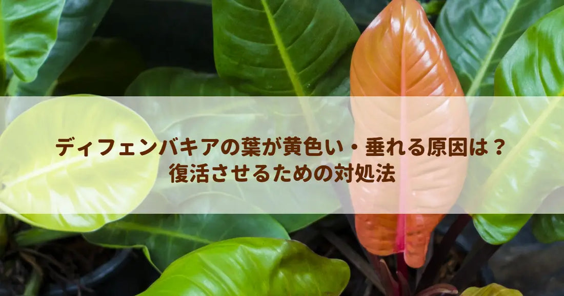 ディフェンバキアの葉が黄色い・垂れる原因は？復活させるための対処法