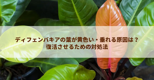 ディフェンバキアの葉が黄色い・垂れる原因は？復活させるための対処法