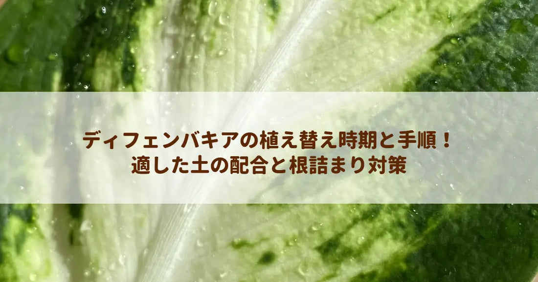 ディフェンバキアの植え替え時期と手順！適した土の配合と根詰まり対策