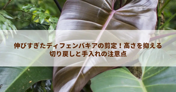 伸びすぎたディフェンバキアの剪定！高さを抑える切り戻しと手入れの注意点
