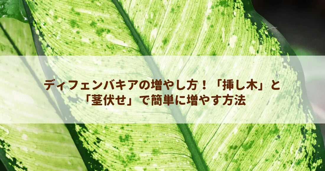 ディフェンバキアの増やし方！「挿し木」と「茎伏せ」で簡単に増やす方法