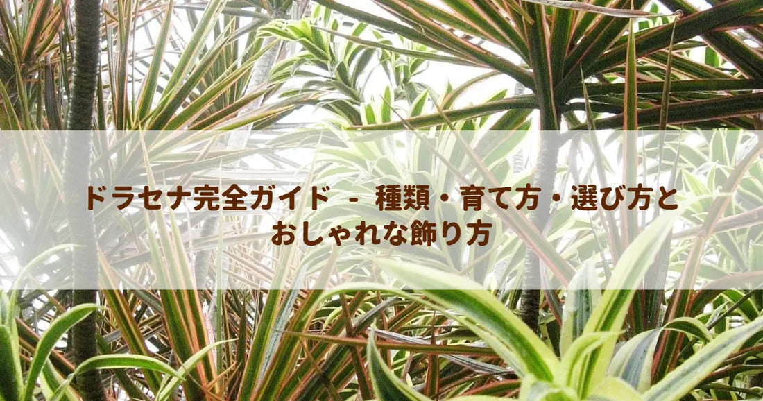ドラセナ完全ガイド - 種類・育て方・選び方とおしゃれな飾り方