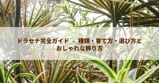 ドラセナ完全ガイド - 種類・育て方・選び方とおしゃれな飾り方