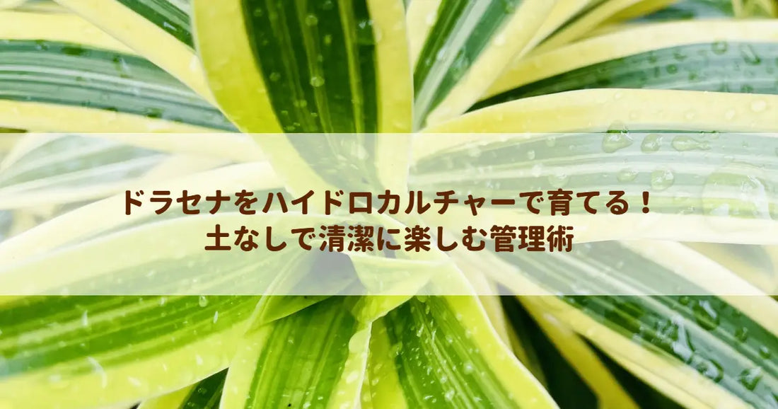 ドラセナをハイドロカルチャーで育てる！土なしで清潔に楽しむ管理術