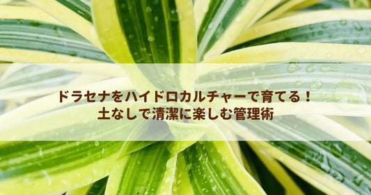 ドラセナをハイドロカルチャーで育てる！土なしで清潔に楽しむ管理術