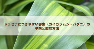 ドラセナにつきやすい害虫（カイガラムシ・ハダニ）の予防と駆除方法