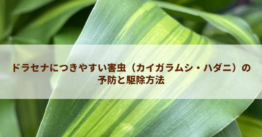 ドラセナにつきやすい害虫（カイガラムシ・ハダニ）の予防と駆除方法