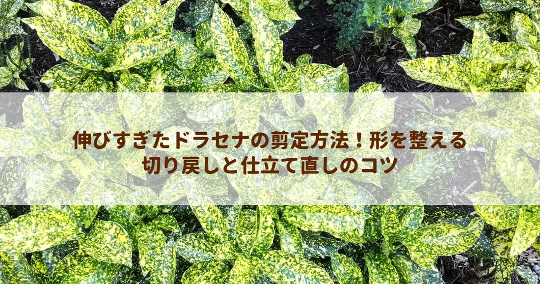 伸びすぎたドラセナの剪定方法！形を整える切り戻しと仕立て直しのコツ