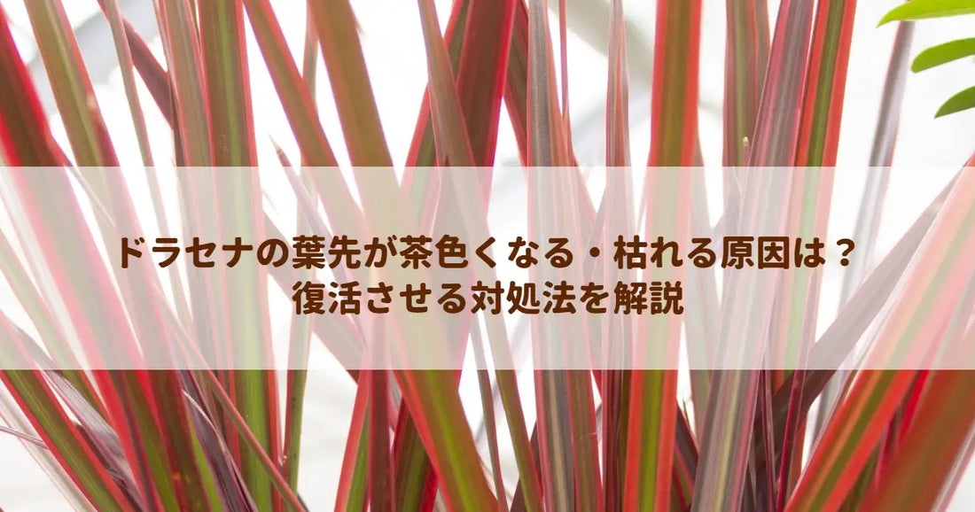 ドラセナの葉先が茶色くなる・枯れる原因は？復活させる対処法を解説