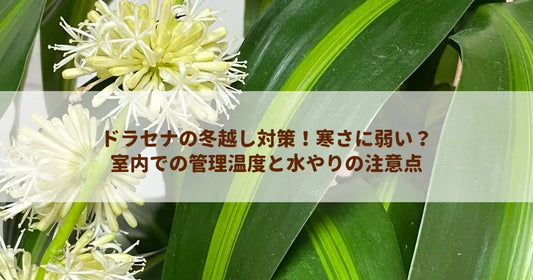 ドラセナの冬越し対策！寒さに弱い？室内での管理温度と水やりの注意点