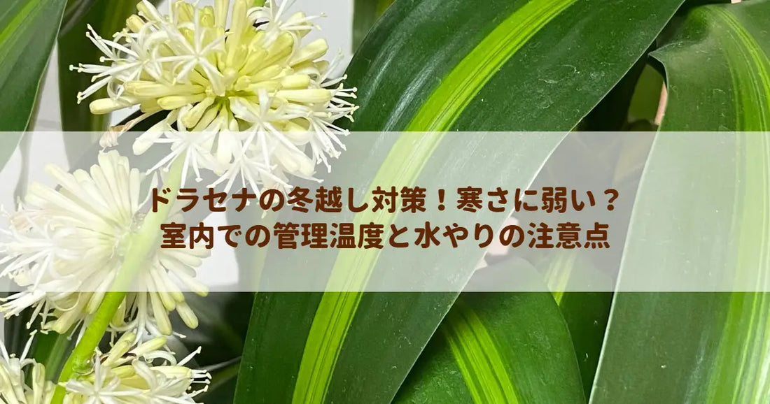 ドラセナの冬越し対策！寒さに弱い？室内での管理温度と水やりの注意点