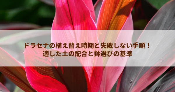ドラセナの植え替え時期と失敗しない手順！適した土の配合と鉢選びの基準
