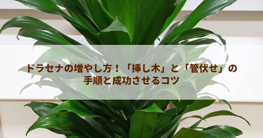 ドラセナの増やし方！「挿し木」と「管伏せ」の手順と成功させるコツ