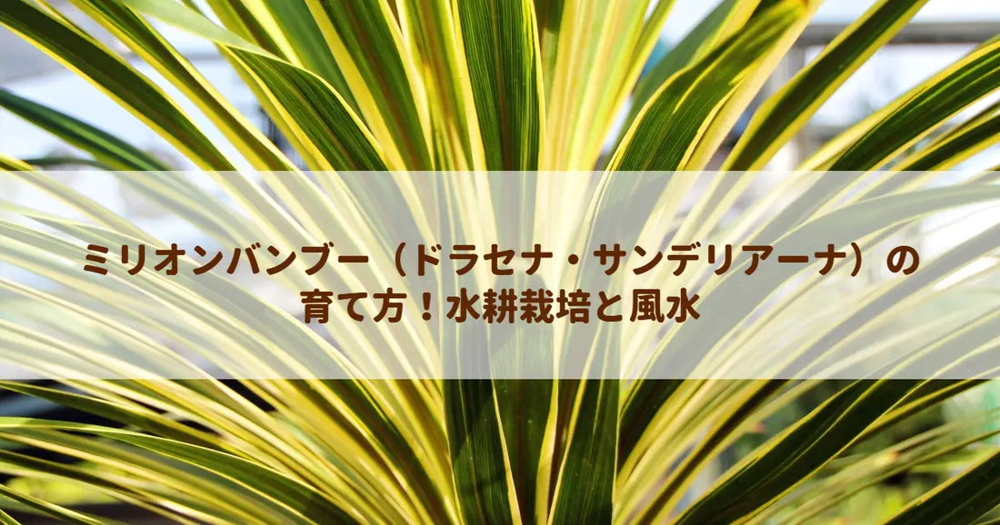 ミリオンバンブー（ドラセナ・サンデリアーナ）の育て方！水耕栽培と風水