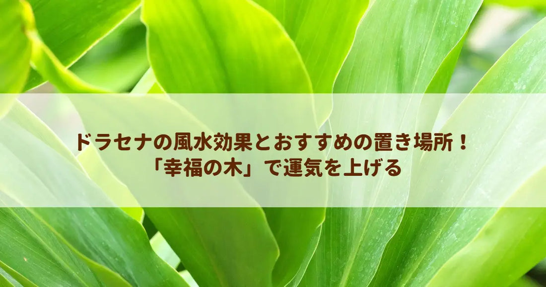ドラセナの風水効果とおすすめの置き場所！「幸福の木」で運気を上げる