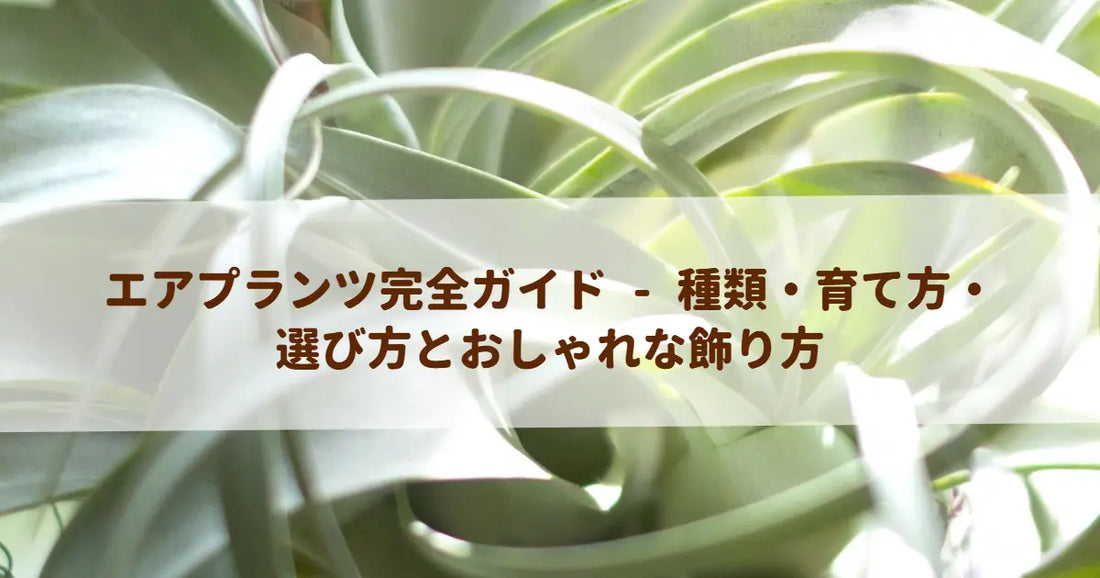 エアプランツ完全ガイド - 種類・育て方・選び方とおしゃれな飾り方