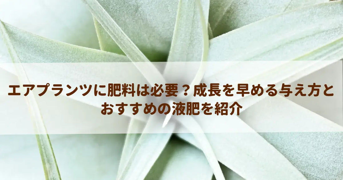 エアプランツに肥料は必要？成長を早める与え方とおすすめの液肥を紹介