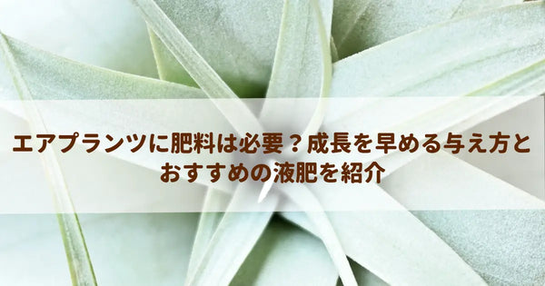 エアプランツに肥料は必要？成長を早める与え方とおすすめの液肥を紹介