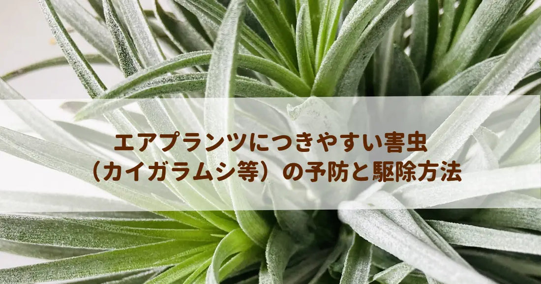 エアプランツにつきやすい害虫（カイガラムシ等）の予防と駆除方法