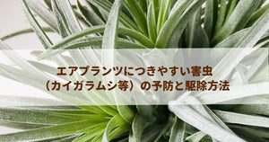 エアプランツにつきやすい害虫（カイガラムシ等）の予防と駆除方法