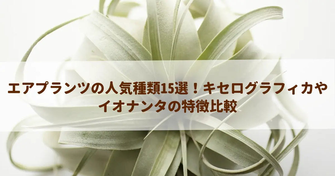 エアプランツの人気種類15選！キセログラフィカやイオナンタの特徴比較