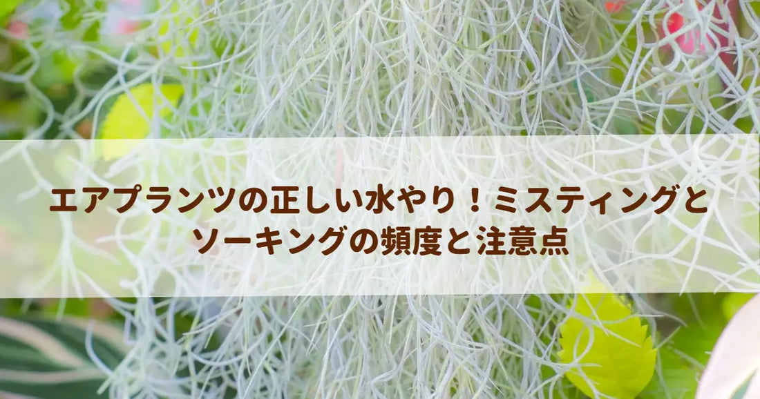 エアプランツの正しい水やり！ミスティングとソーキングの頻度と注意点