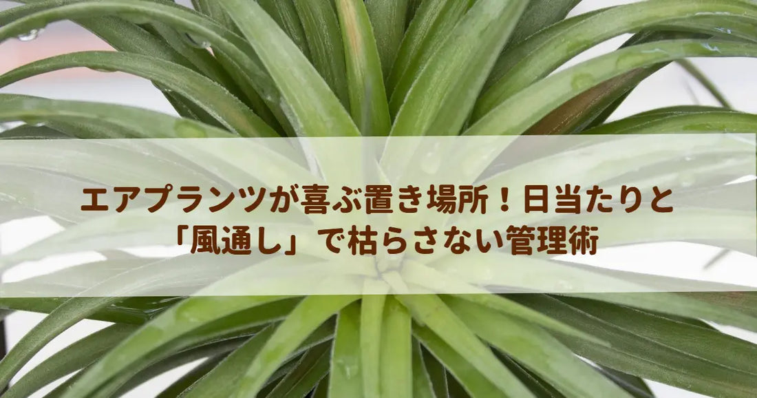 エアプランツが喜ぶ置き場所！日当たりと「風通し」で枯らさない管理術