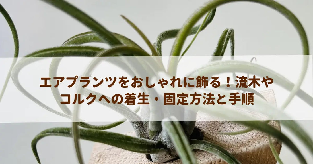 エアプランツをおしゃれに飾る！流木やコルクへの着生・固定方法と手順