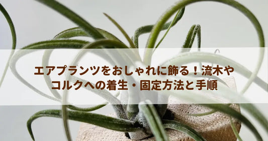 エアプランツをおしゃれに飾る！流木やコルクへの着生・固定方法と手順