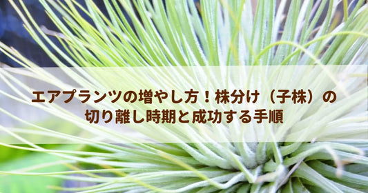 エアプランツの増やし方！株分け（子株）の切り離し時期と成功する手順