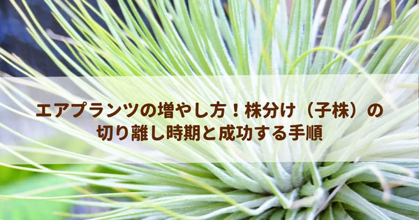 エアプランツの増やし方！株分け（子株）の切り離し時期と成功する手順