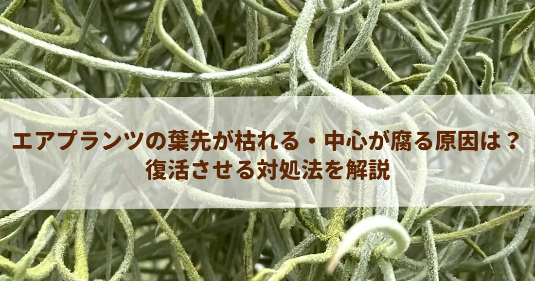 エアプランツの葉先が枯れる・中心が腐る原因は？復活させる対処法を解説
