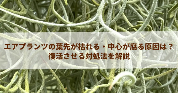 エアプランツの葉先が枯れる・中心が腐る原因は？復活させる対処法を解説