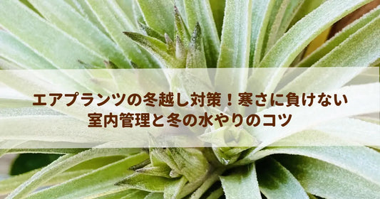エアプランツの冬越し対策！寒さに負けない室内管理と冬の水やりのコツ
