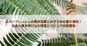 エバーフレッシュの風水効果とおすすめの置き場所！出会い運を呼び込む寝室とリビングの配置術