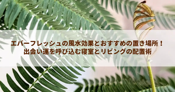 エバーフレッシュの風水効果とおすすめの置き場所！出会い運を呼び込む寝室とリビングの配置術