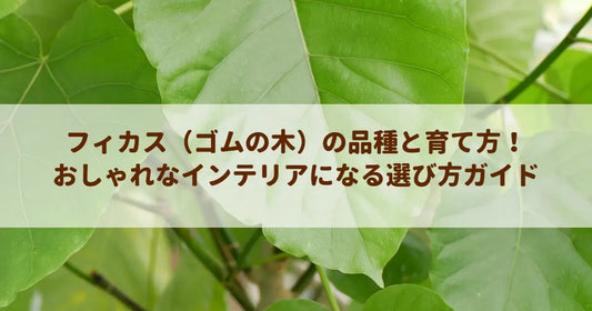 フィカス（ゴムの木）の品種と育て方！おしゃれなインテリアになる選び方ガイド