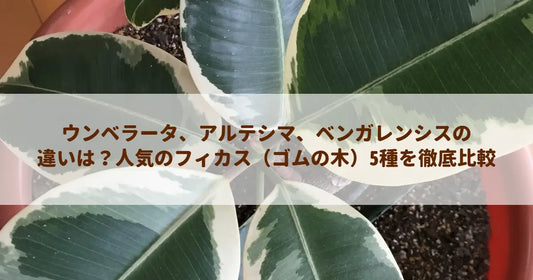 ウンベラータ、アルテシマ、ベンガレンシスの違いは？人気のフィカス（ゴムの木）5種を徹底比較