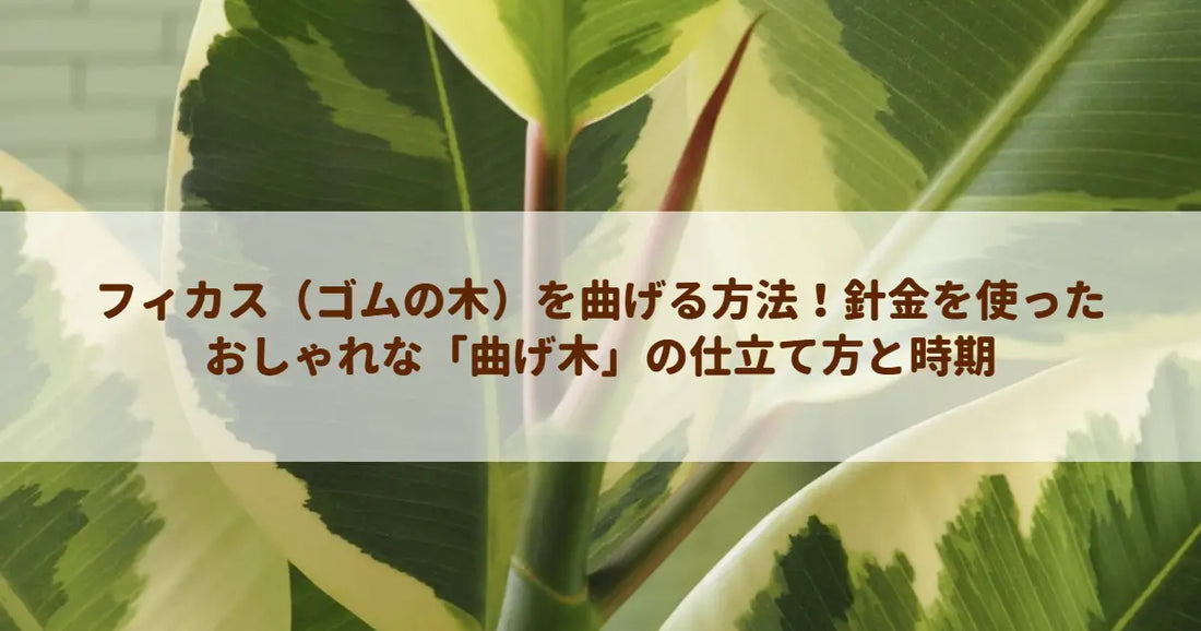 フィカス（ゴムの木）を曲げる方法！針金を使ったおしゃれな「曲げ木」の仕立て方と時期