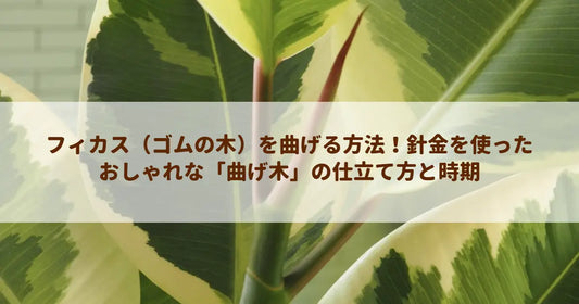 フィカス（ゴムの木）を曲げる方法！針金を使ったおしゃれな「曲げ木」の仕立て方と時期