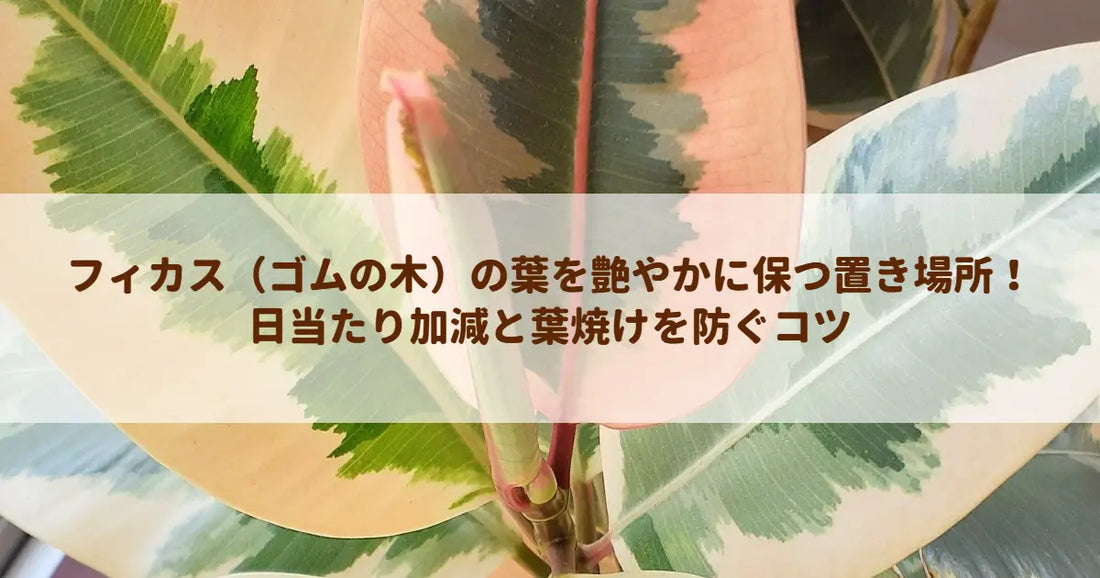 フィカス（ゴムの木）の葉を艶やかに保つ置き場所！日当たり加減と葉焼けを防ぐコツ