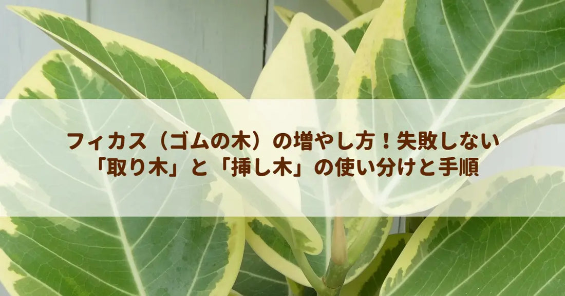 フィカス（ゴムの木）の増やし方！失敗しない「取り木」と「挿し木」の使い分けと手順