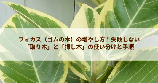 フィカス（ゴムの木）の増やし方！失敗しない「取り木」と「挿し木」の使い分けと手順